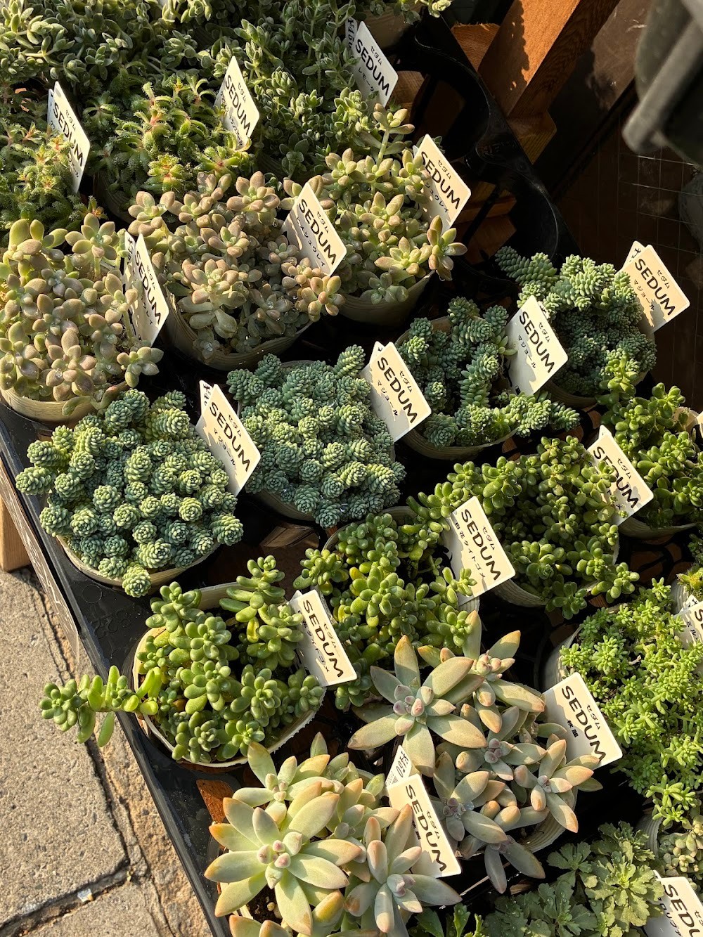 東京でたくさん多肉植物が並ぶお店 | 多肉植物専門店リュミエール_20251004