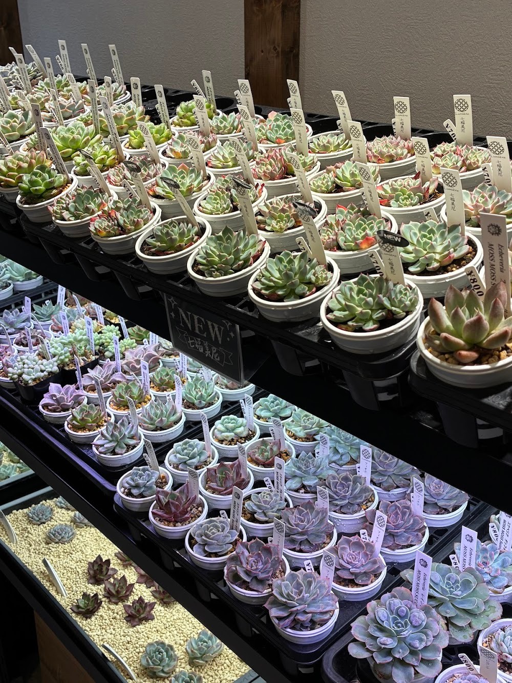 東京でたくさん多肉植物が並ぶお店 | 多肉植物専門店リュミエール_20251005