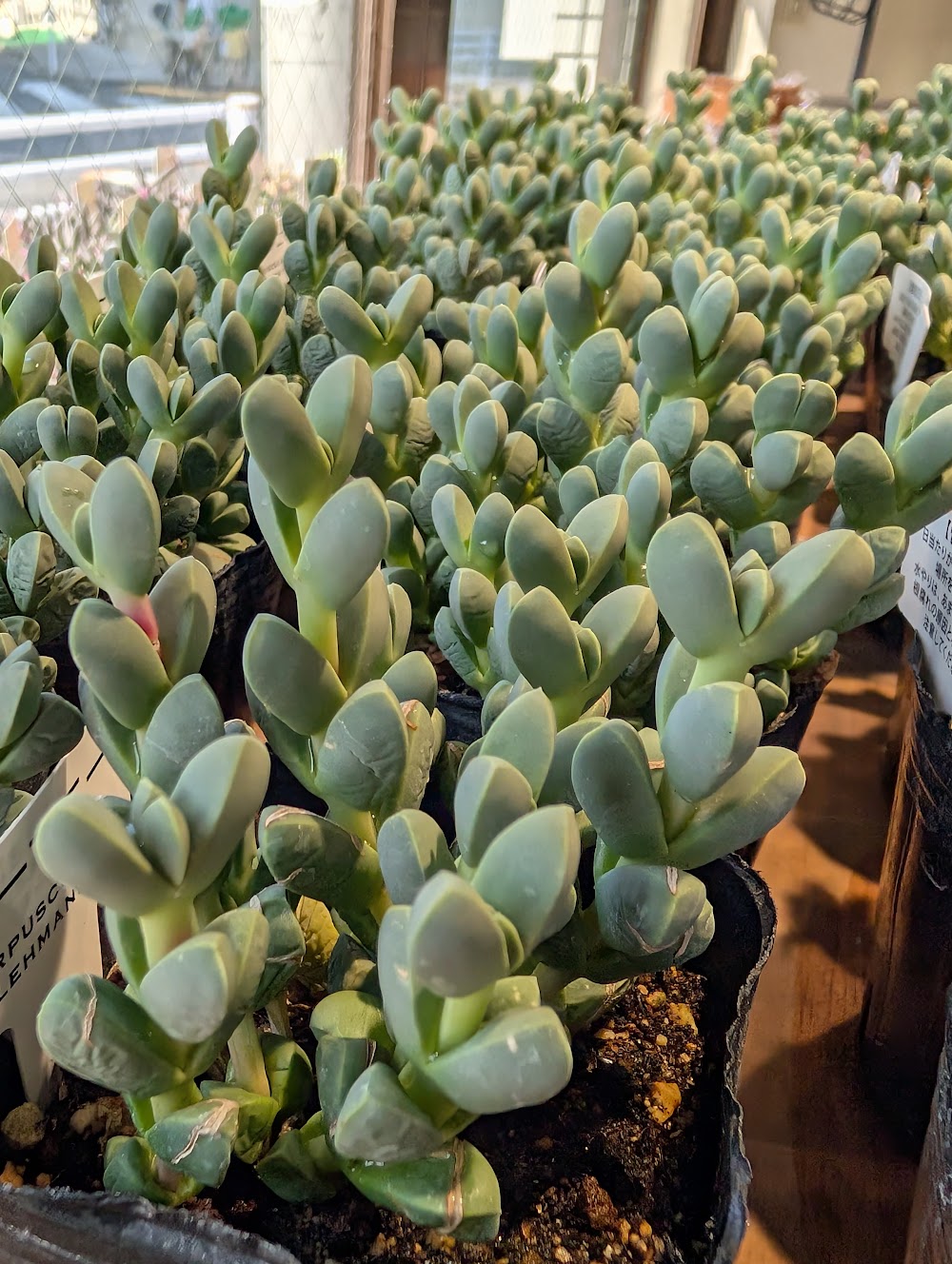 東京でたくさん多肉植物が並ぶお店 | 多肉植物専門店リュミエール_20251006