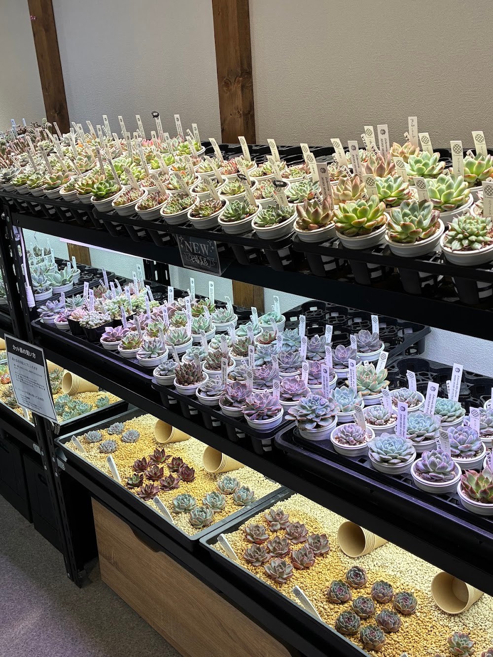 東京でたくさん多肉植物が並ぶお店 | 多肉植物専門店リュミエール_20251008