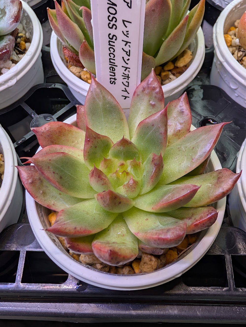 東京でたくさん多肉植物が並ぶお店 | 多肉植物専門店リュミエール_20251009