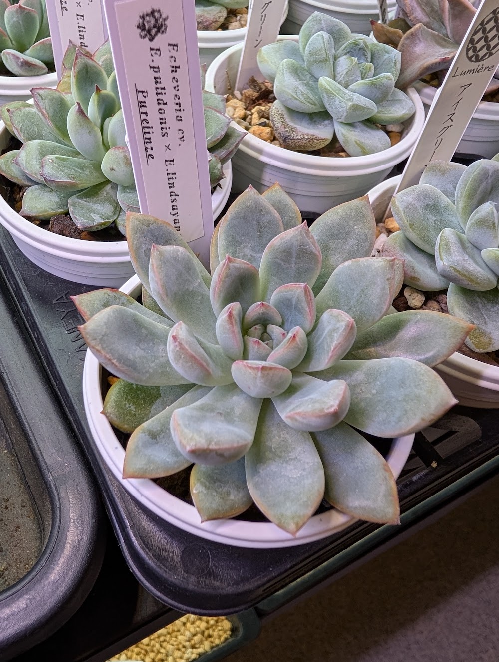 東京でたくさん多肉植物が並ぶお店 | 多肉植物専門店リュミエール_20251010