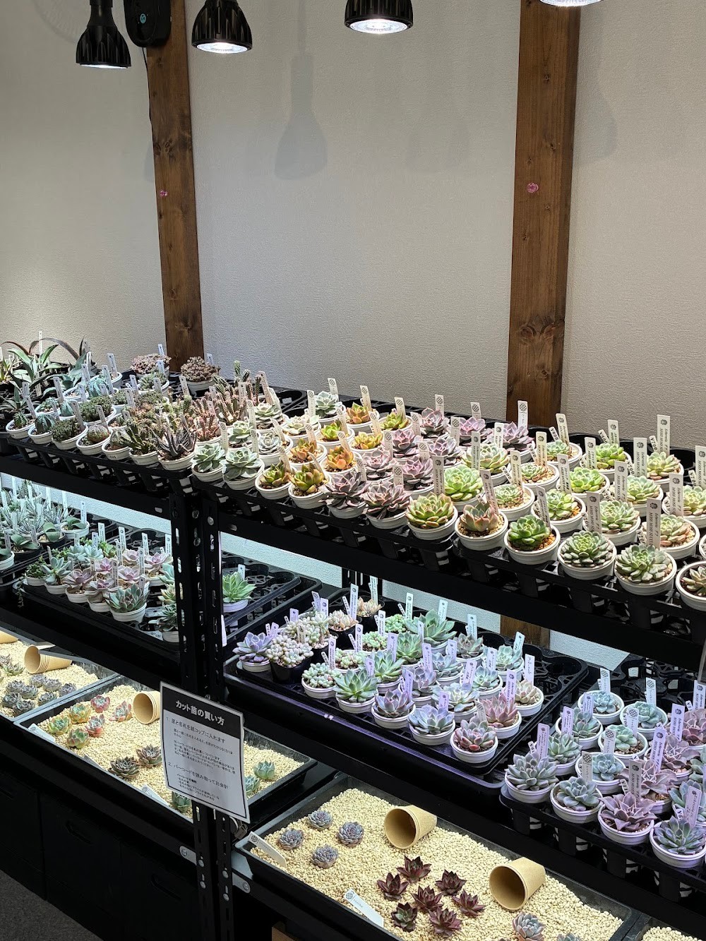 東京でたくさん多肉植物が並ぶお店 | 多肉植物専門店リュミエール_20251011