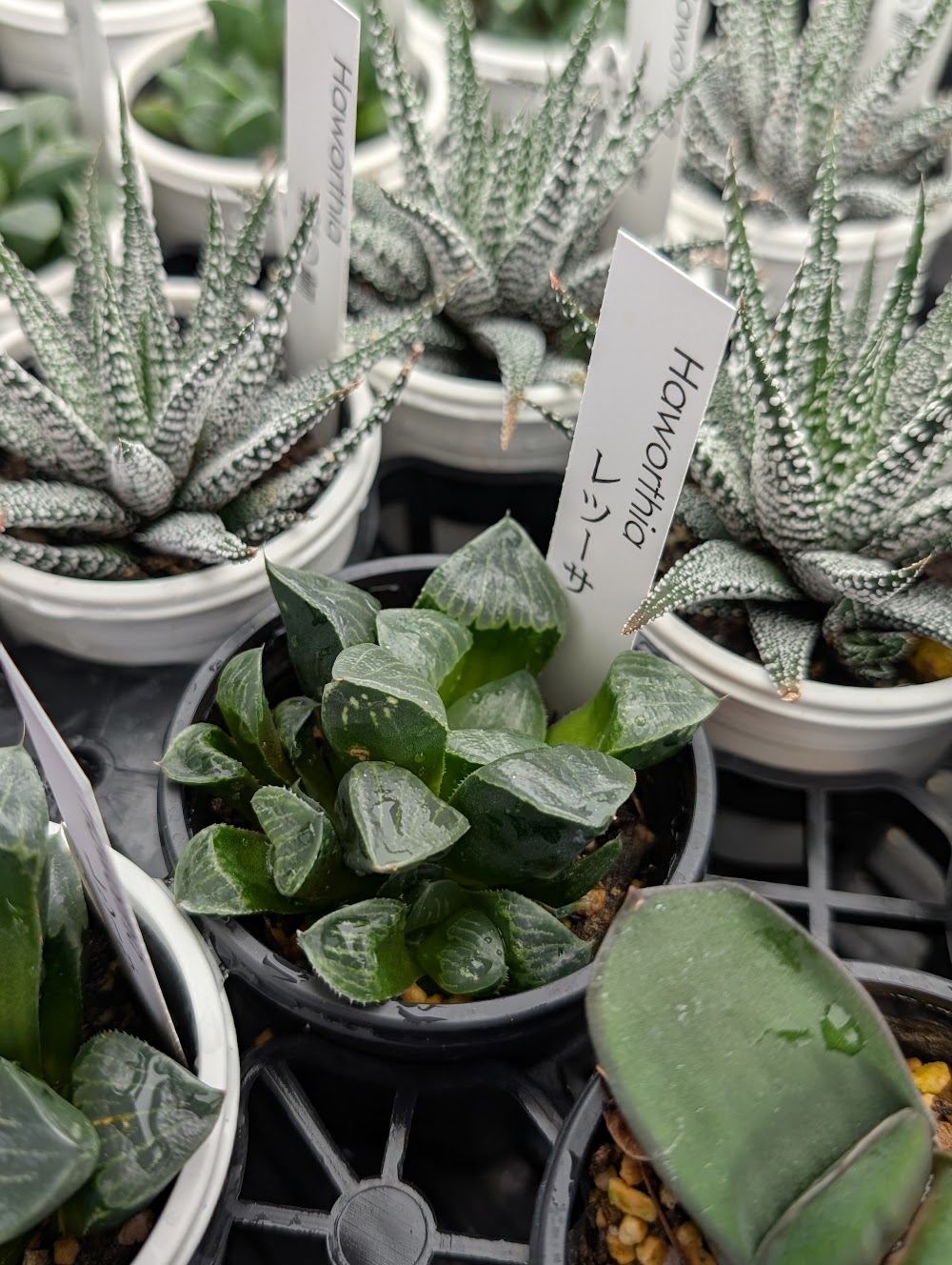 東京でたくさん多肉植物が並ぶお店 | 多肉植物専門店リュミエール_20251014