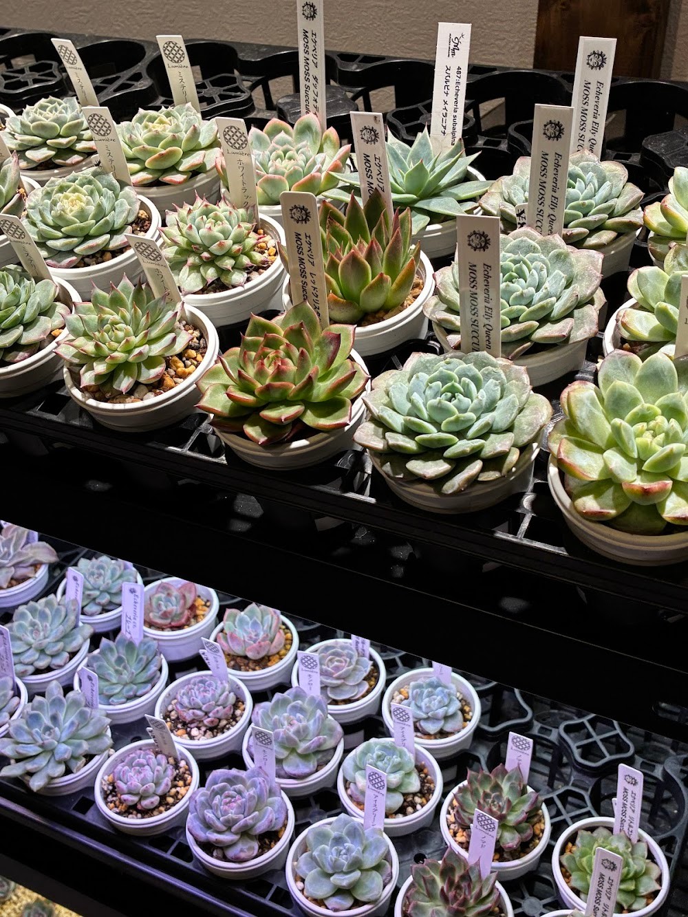 東京でたくさん多肉植物が並ぶお店 | 多肉植物専門店リュミエール_20251015