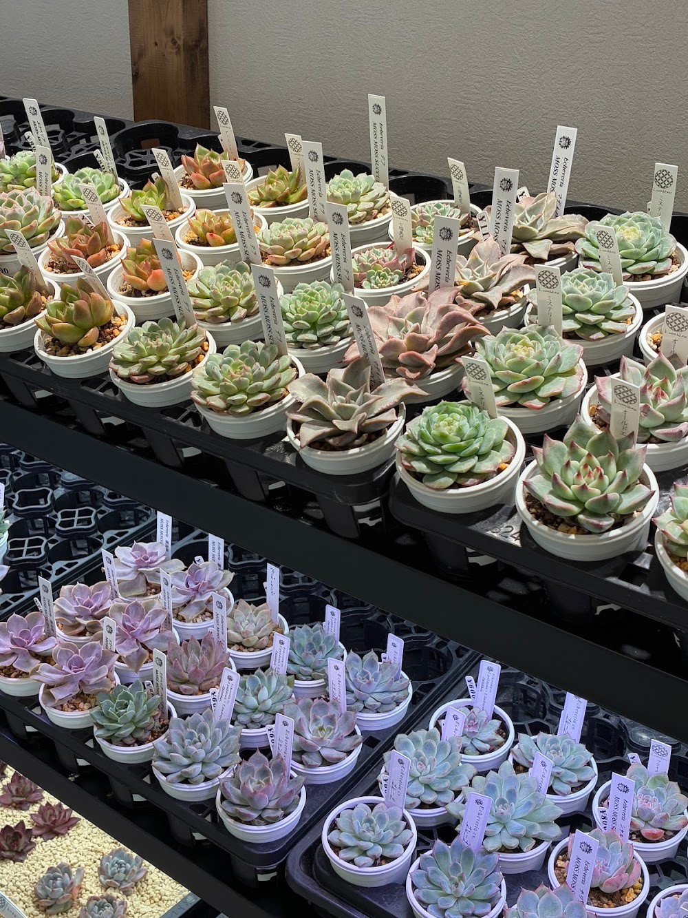 東京でたくさん多肉植物が並ぶお店 | 多肉植物専門店リュミエール_20251017
