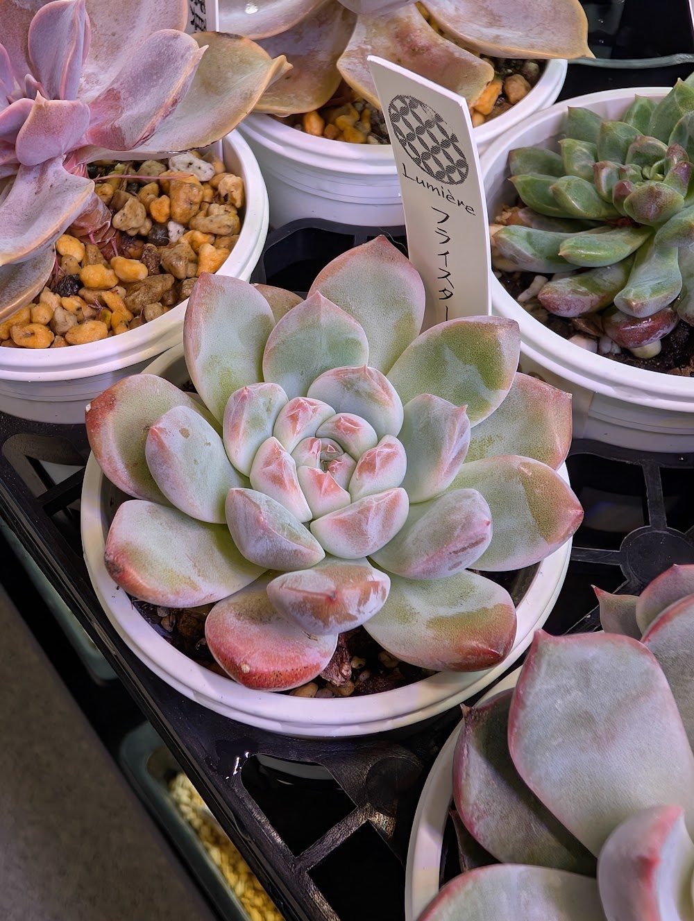 東京でたくさん多肉植物が並ぶお店 | 多肉植物専門店リュミエール_20251020