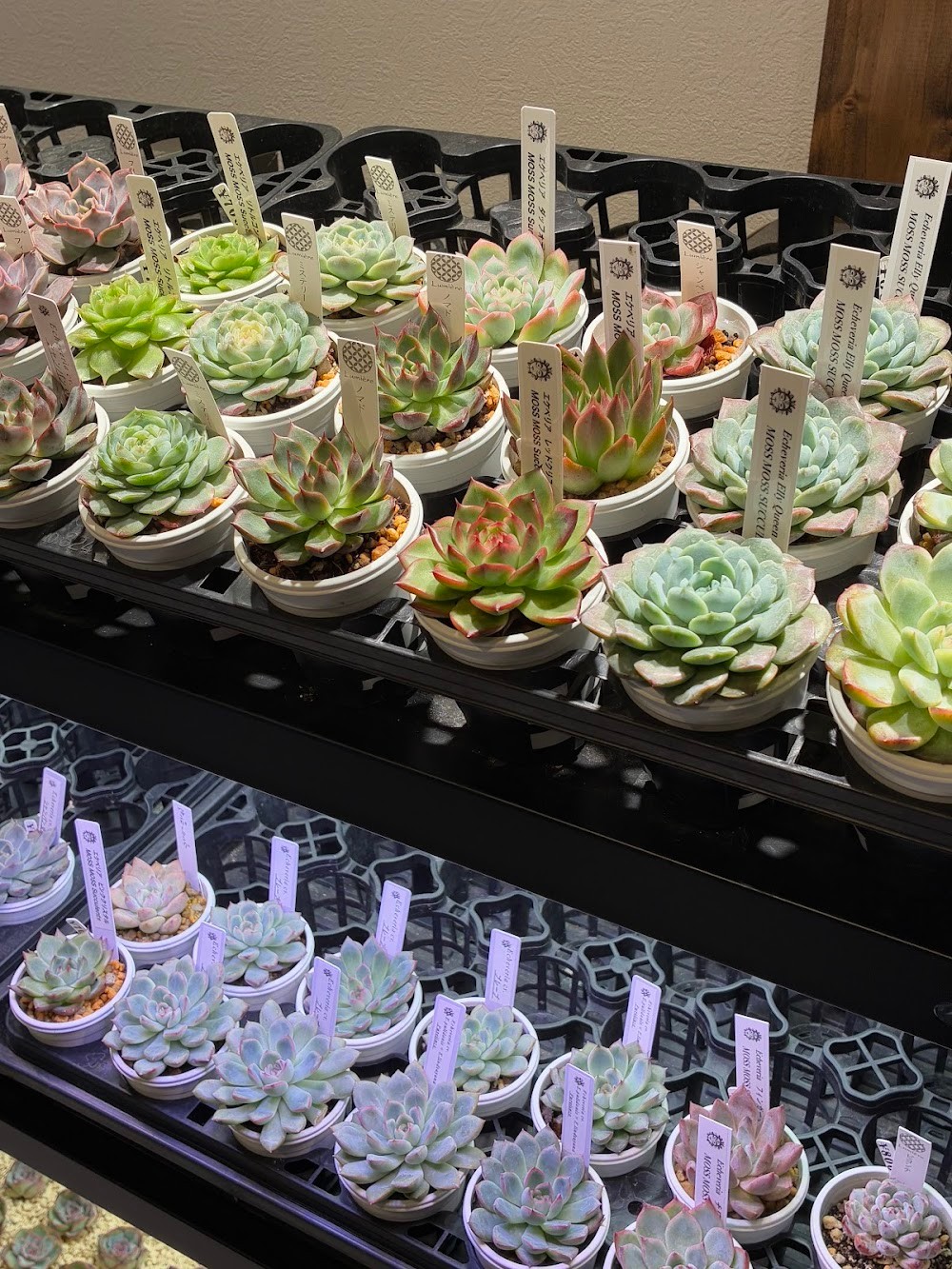 東京でたくさん多肉植物が並ぶお店 | 多肉植物専門店リュミエール_20251022