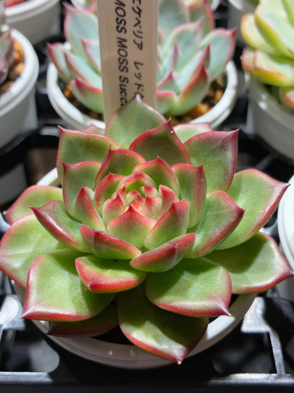 東京でたくさん多肉植物が並ぶお店 | 多肉植物専門店リュミエール_20251024