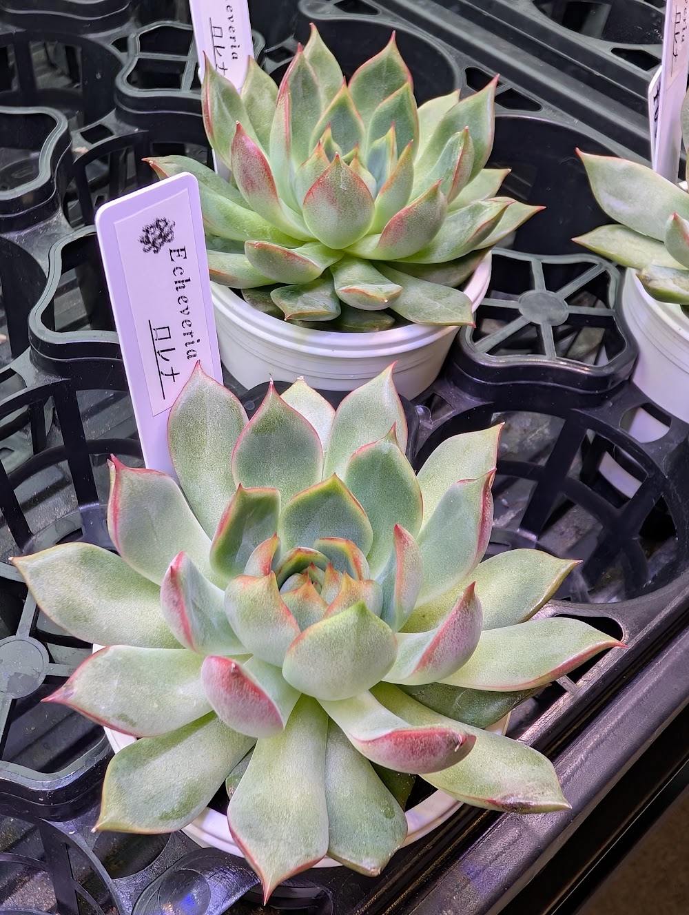 東京でたくさん多肉植物が並ぶお店 | 多肉植物専門店リュミエール_20251025