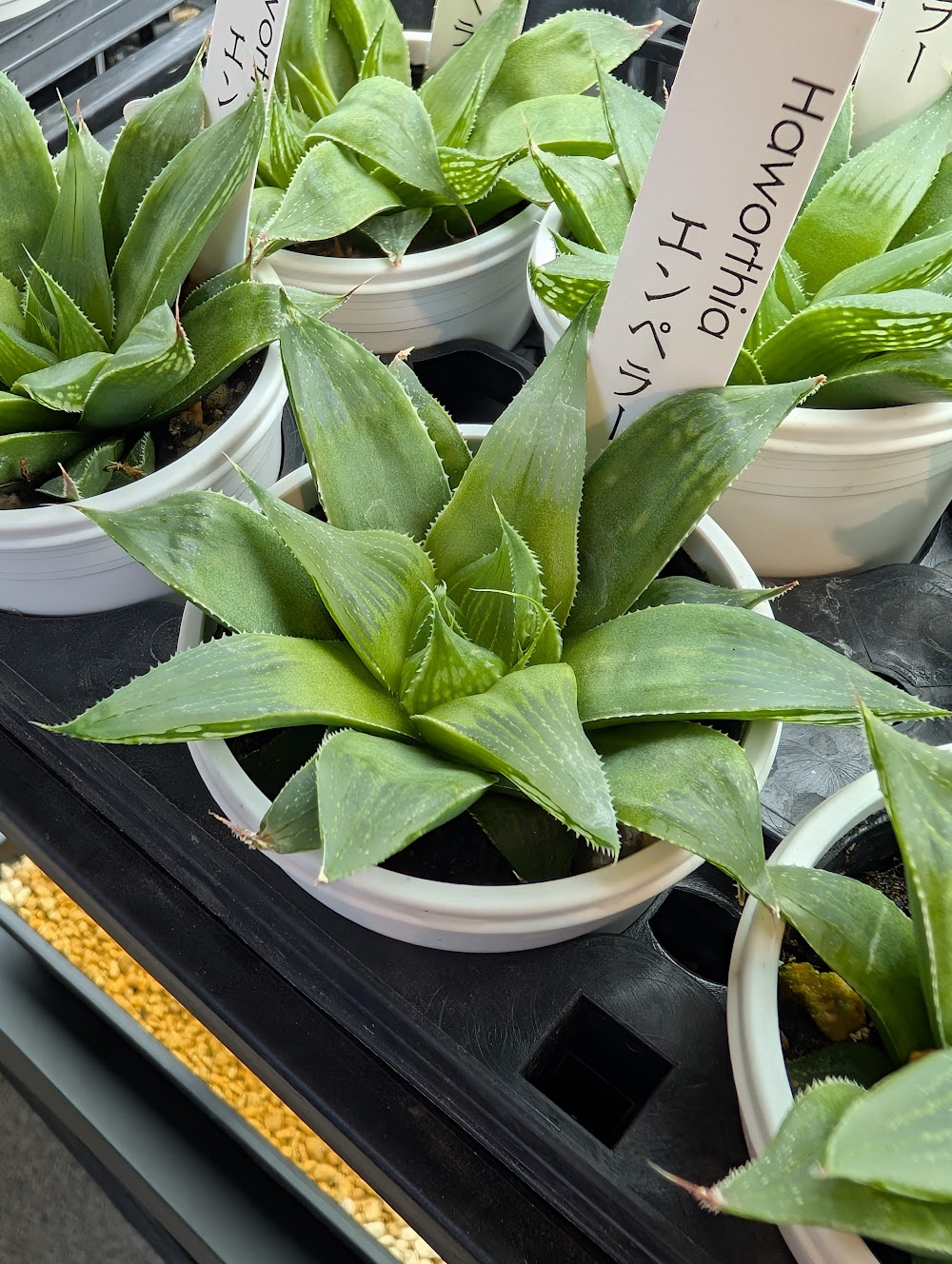 東京でたくさん多肉植物が並ぶお店 | 多肉植物専門店リュミエール_20251027