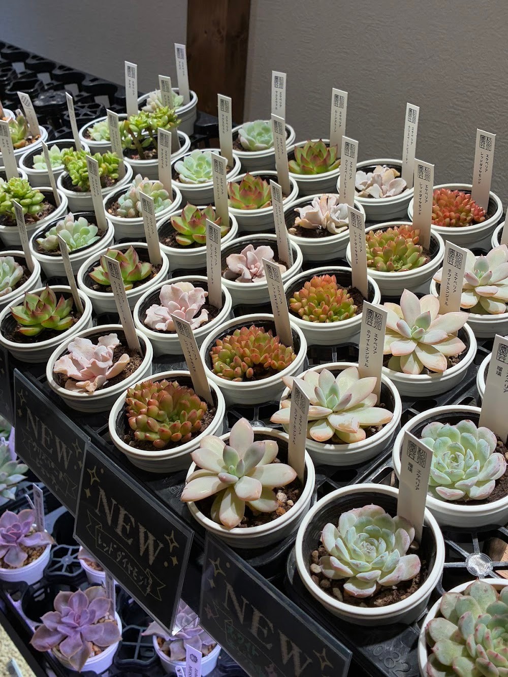 東京でたくさん多肉植物が並ぶお店 | 多肉植物専門店リュミエール_20251029