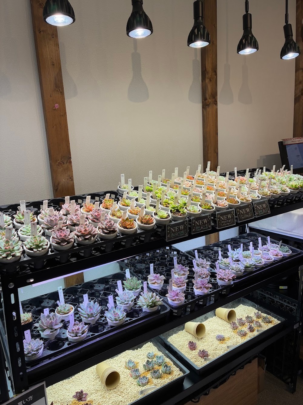 東京でたくさん多肉植物が並ぶお店 | 多肉植物専門店リュミエール_20251031