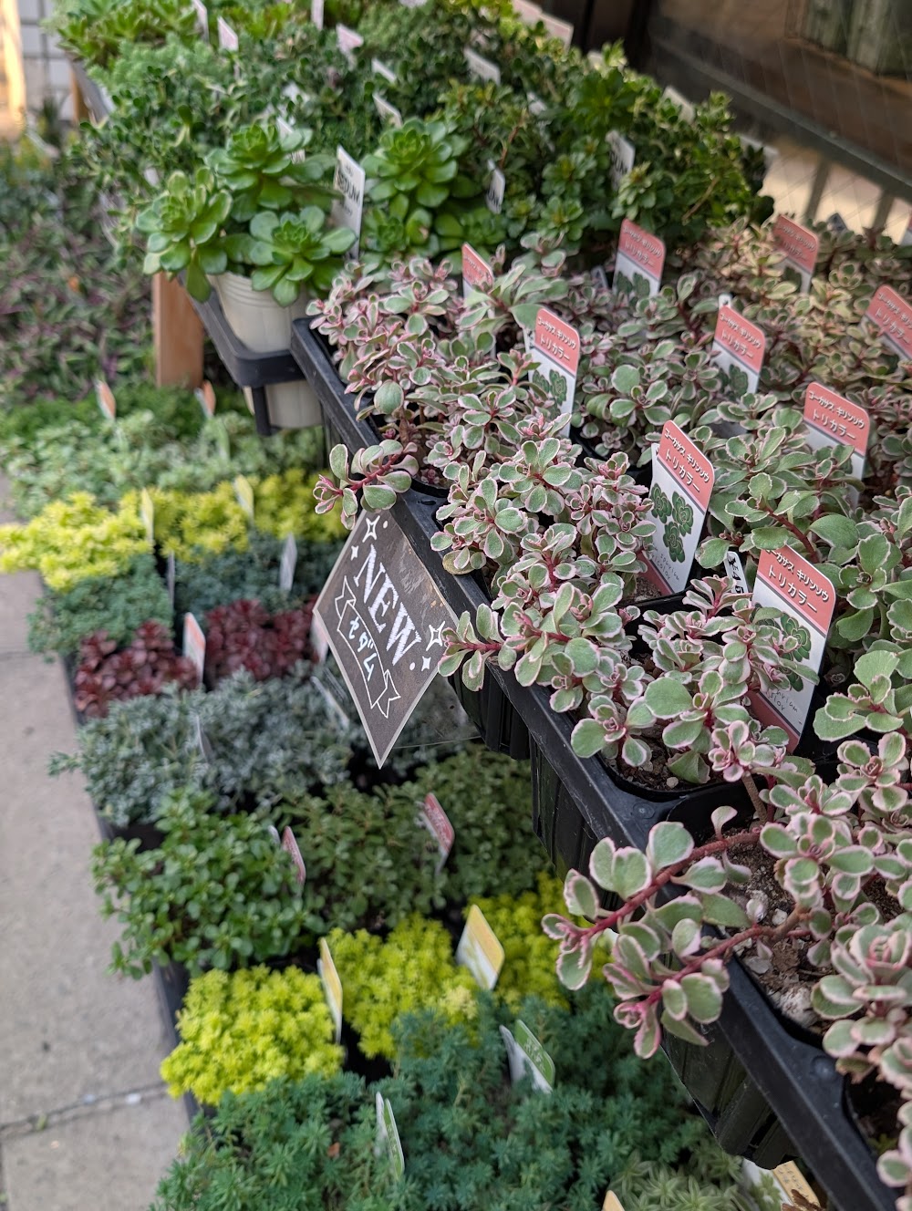 東京でたくさん多肉植物が並ぶお店 | 多肉植物専門店リュミエール_20251102