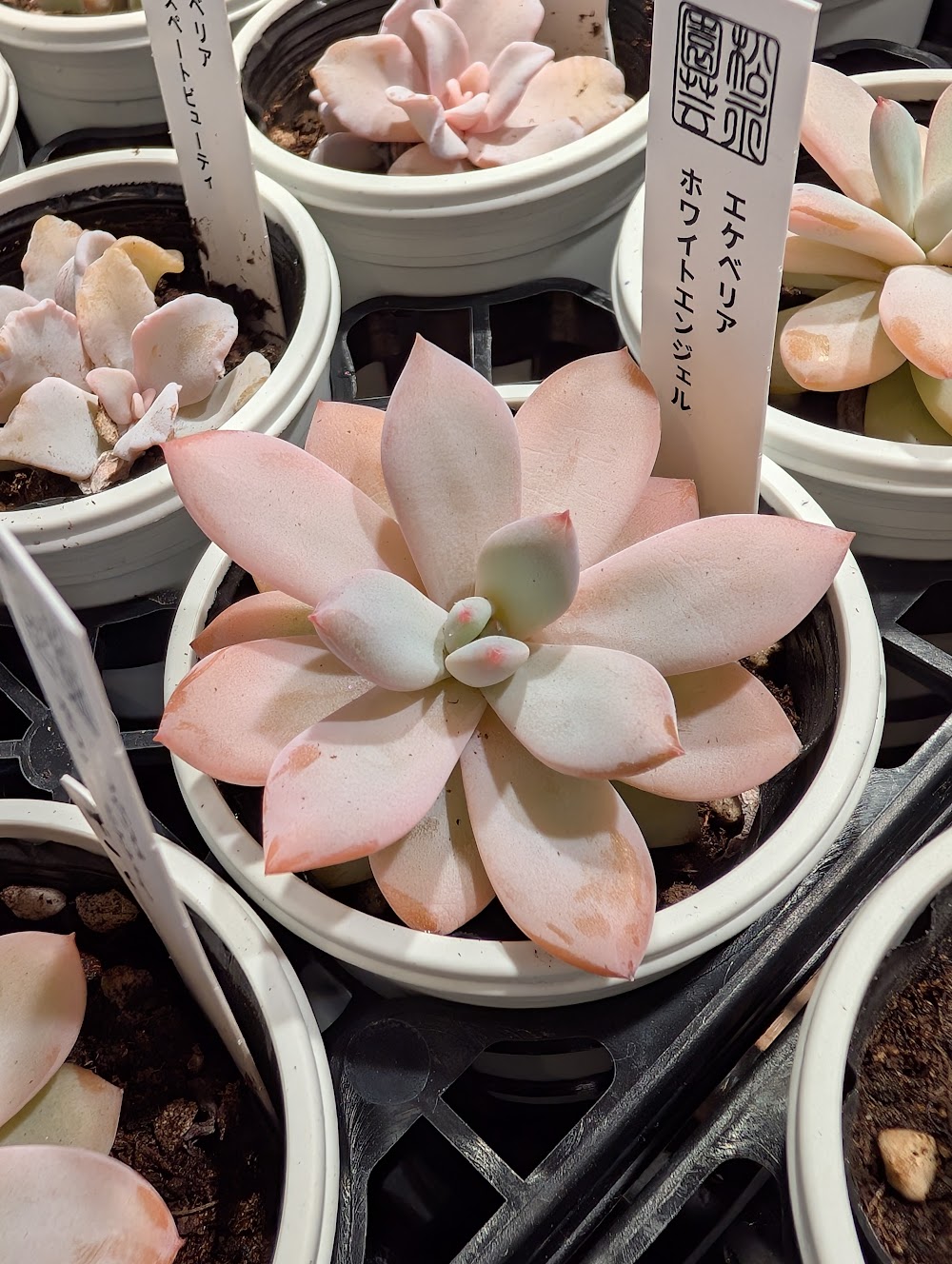 東京でたくさん多肉植物が並ぶお店 | 多肉植物専門店リュミエール_20251103