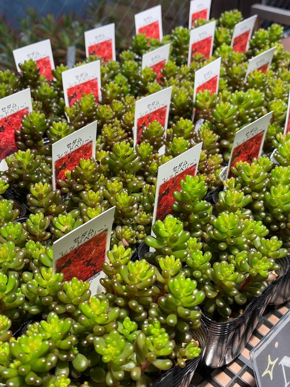 東京でたくさん多肉植物が並ぶお店 | 多肉植物専門店リュミエール_20251105