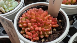 店頭から今日の可愛い子のご紹介☺️