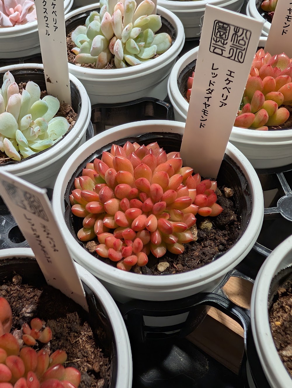 東京でたくさん多肉植物が並ぶお店 | 多肉植物専門店リュミエール_20251106
