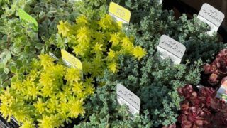 たくさんの多肉植物が並んでます🍀