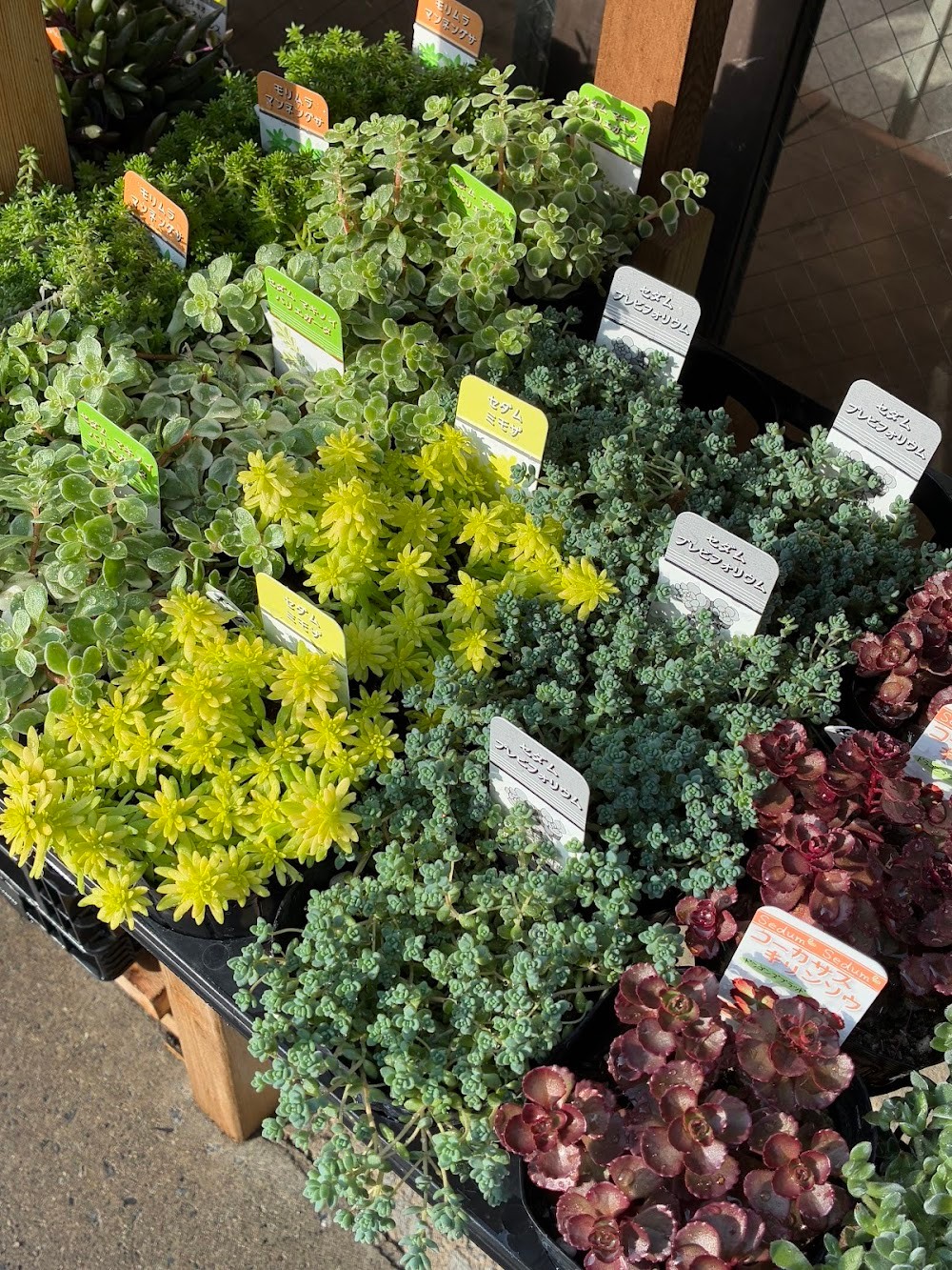 東京でたくさん多肉植物が並ぶお店 | 多肉植物専門店リュミエール_20251107