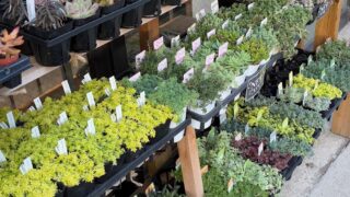 葛飾店の店内風景📸