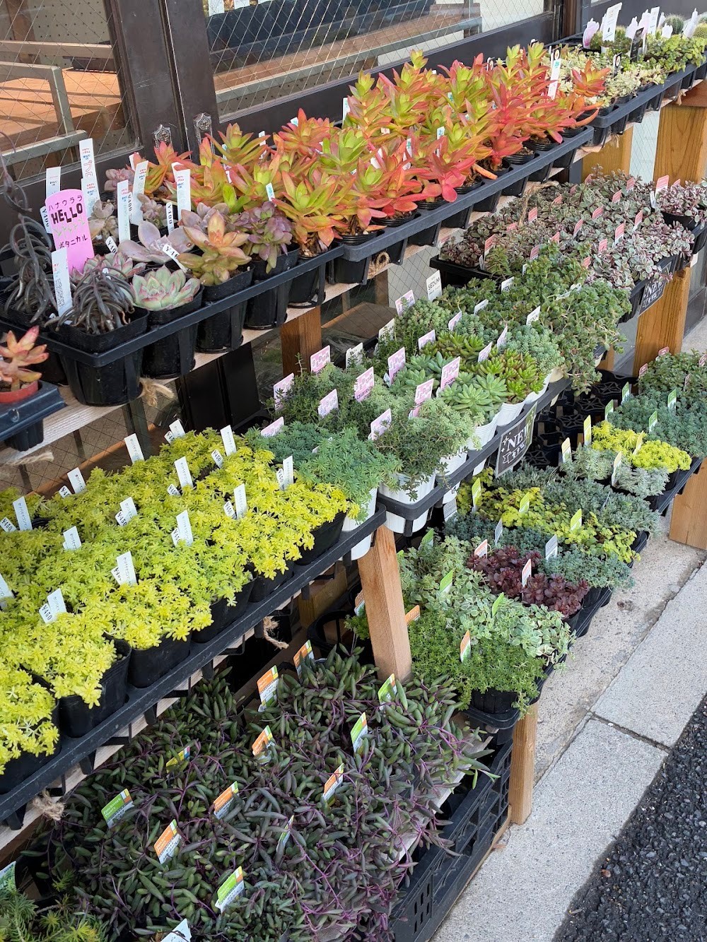 東京でたくさん多肉植物が並ぶお店 | 多肉植物専門店リュミエール_20251110