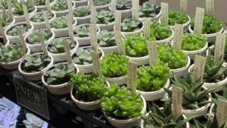 店頭に新しい子たちが🥰