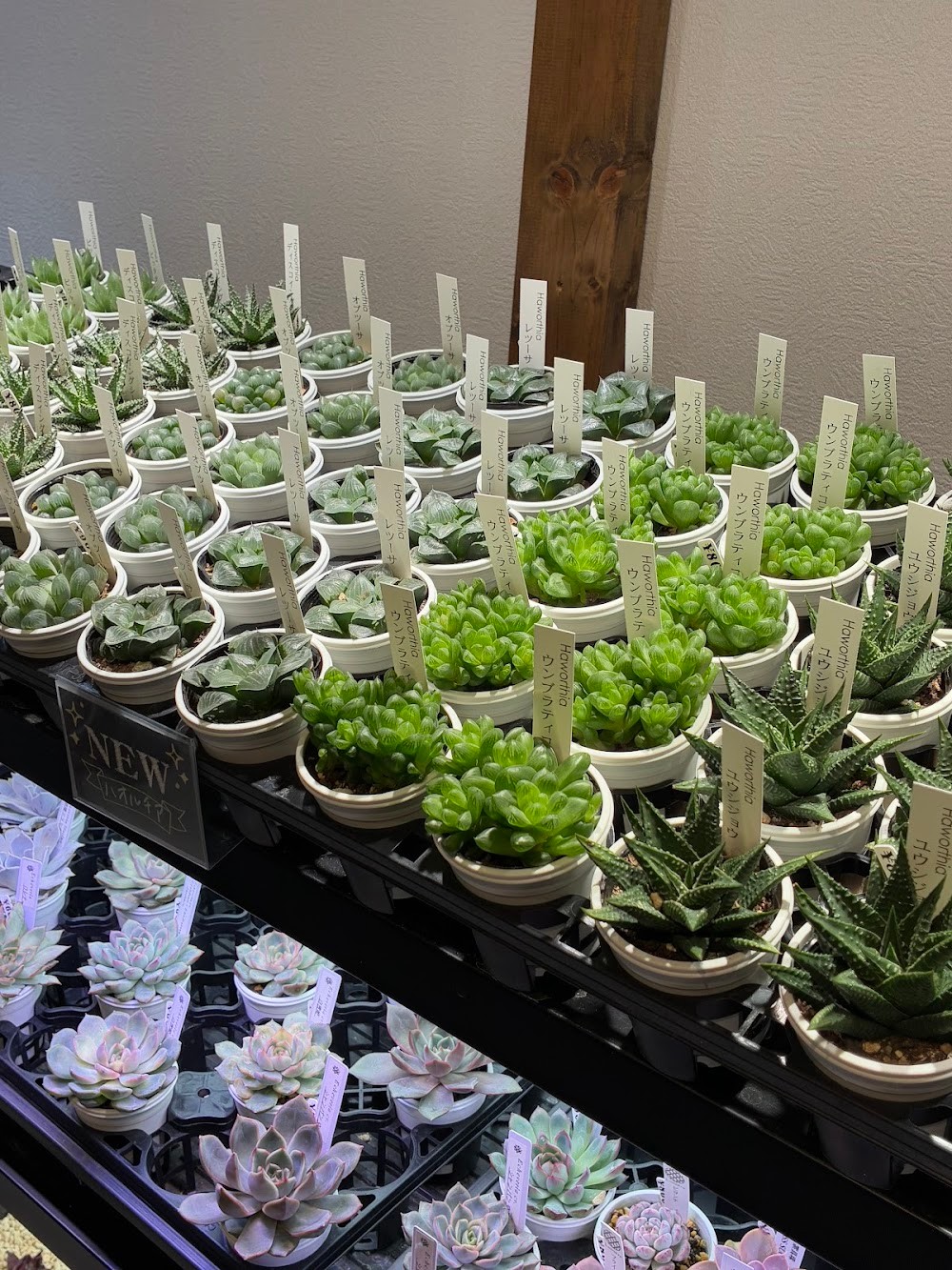 東京でたくさん多肉植物が並ぶお店 | 多肉植物専門店リュミエール_20251112