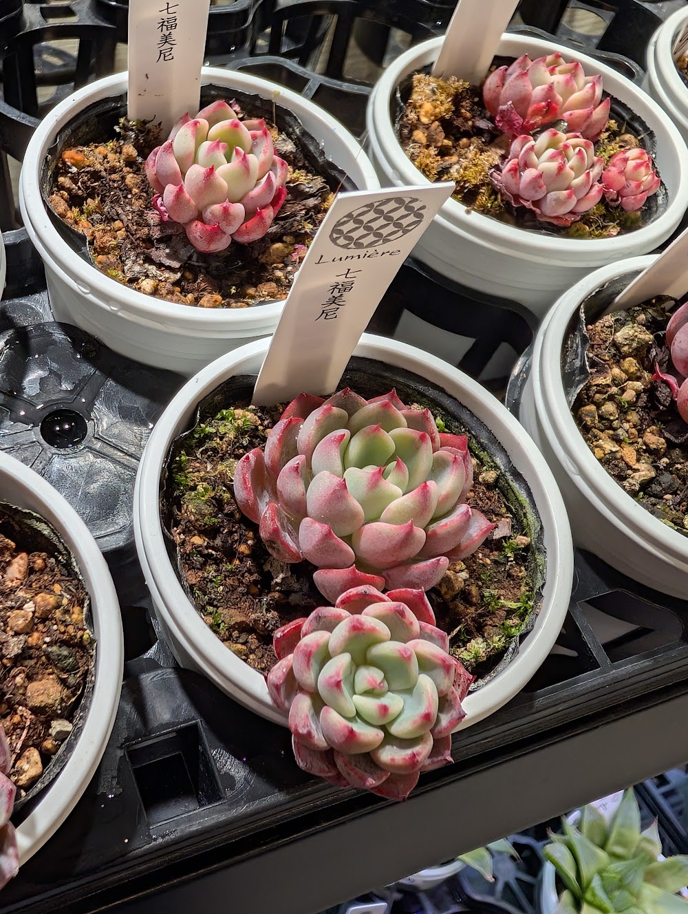 東京でたくさん多肉植物が並ぶお店 | 多肉植物専門店リュミエール_20260112