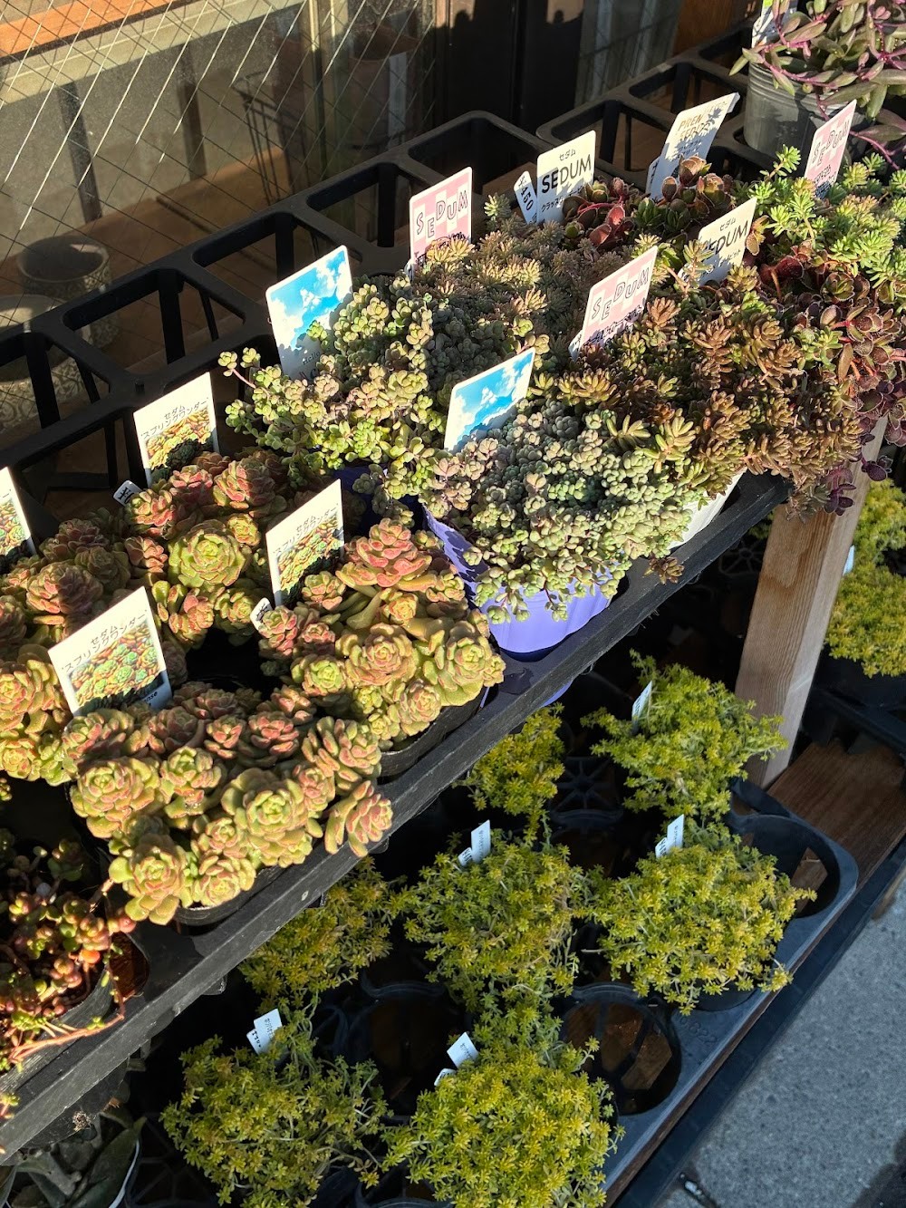 東京でたくさん多肉植物が並ぶお店 | 多肉植物専門店リュミエール_20260114