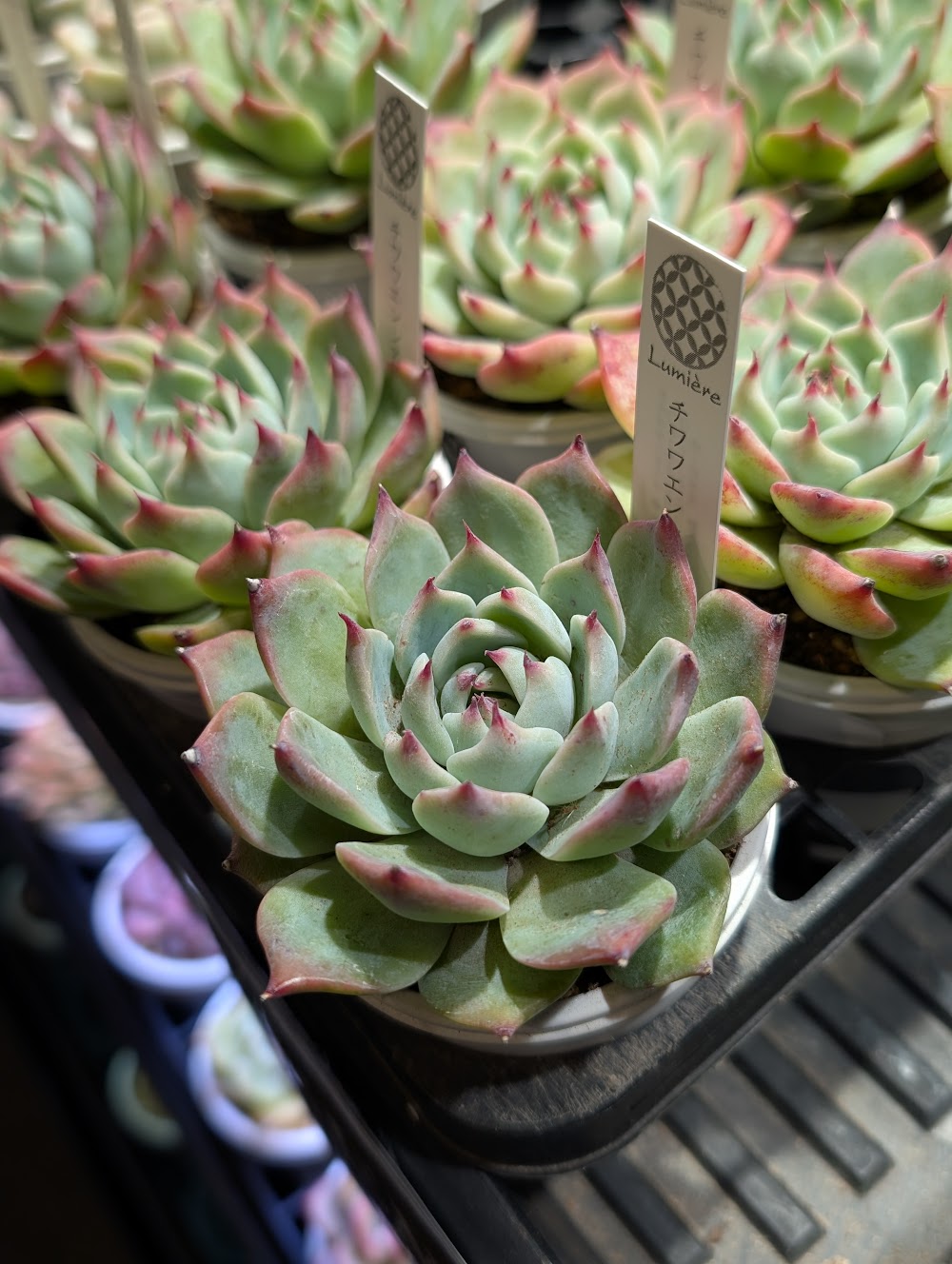 東京でたくさん多肉植物が並ぶお店 | 多肉植物専門店リュミエール_20260115