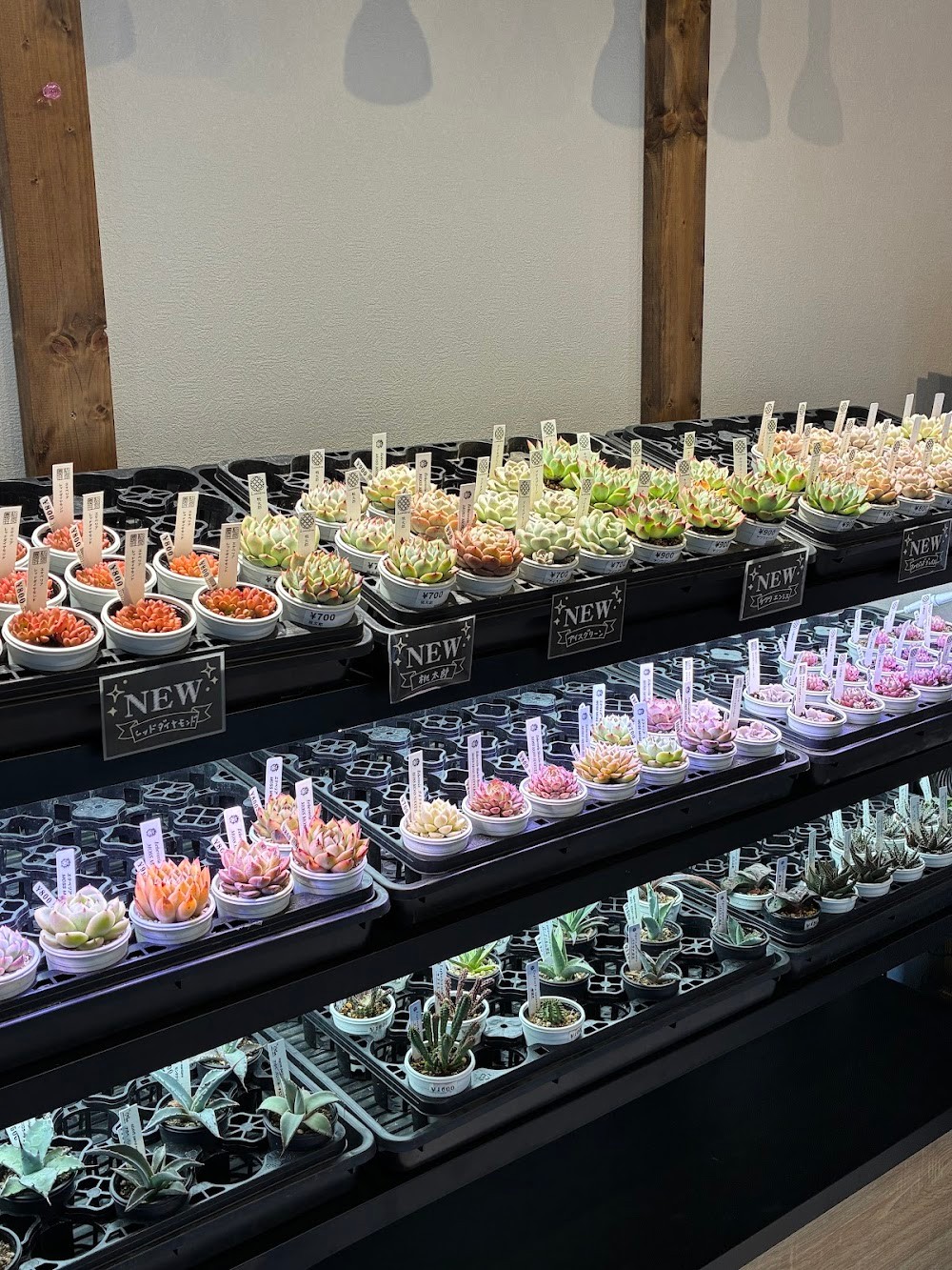 東京でたくさん多肉植物が並ぶお店 | 多肉植物専門店リュミエール_20260116