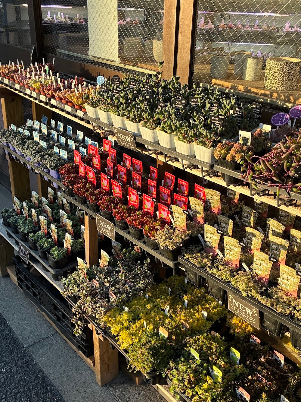 東京でたくさん多肉植物が並ぶお店 | 多肉植物専門店リュミエール_20260121