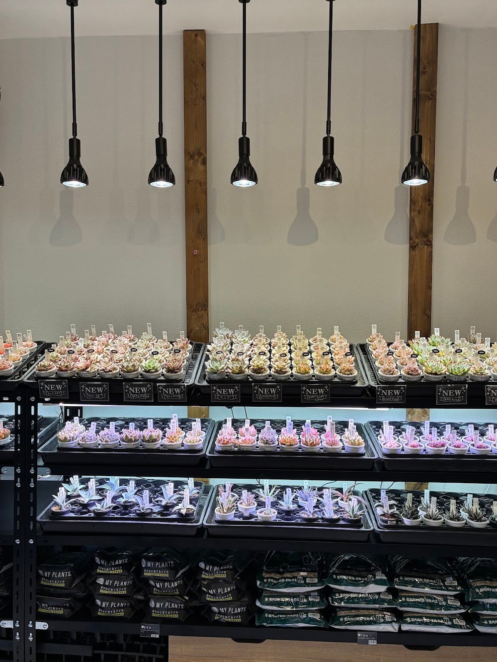 東京でたくさん多肉植物が並ぶお店 | 多肉植物専門店リュミエール_20260123