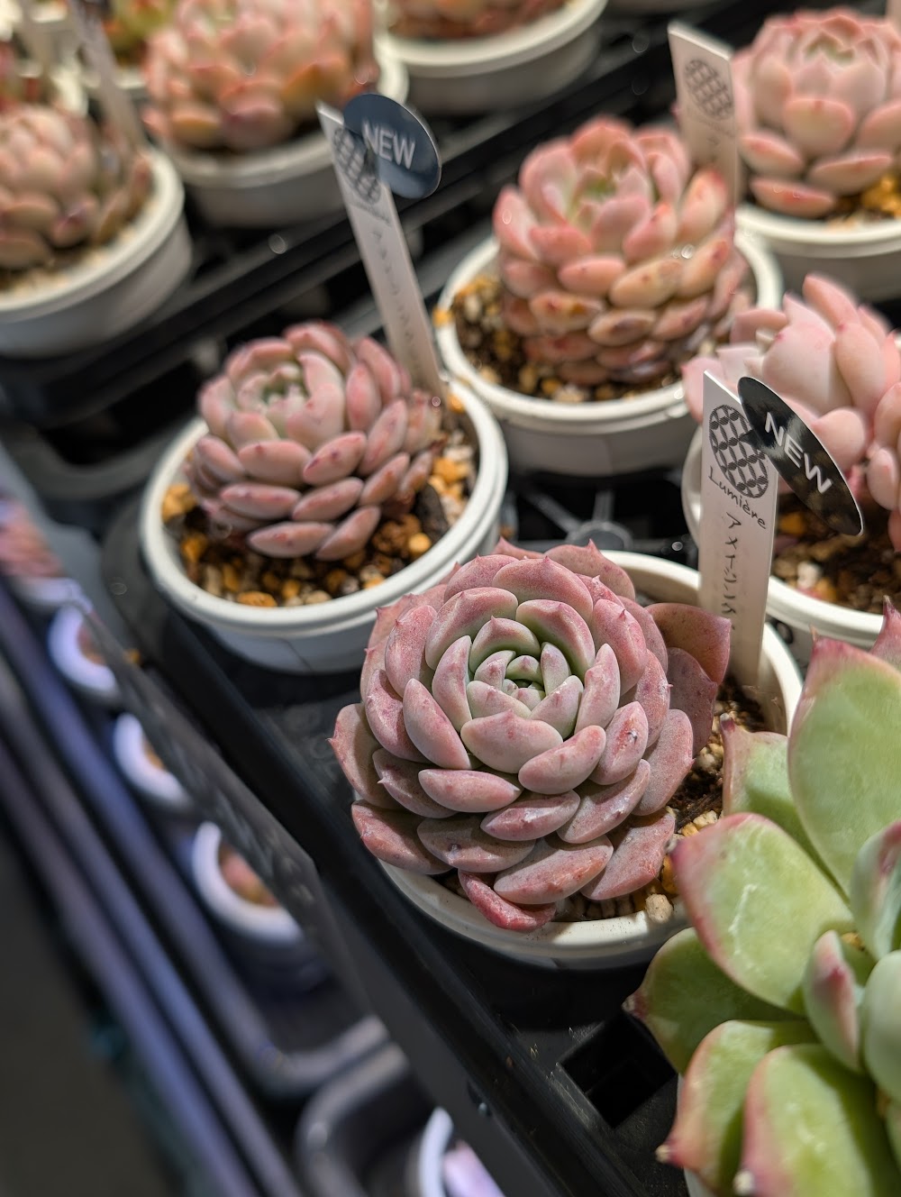 東京でたくさん多肉植物が並ぶお店 | 多肉植物専門店リュミエール_20260126