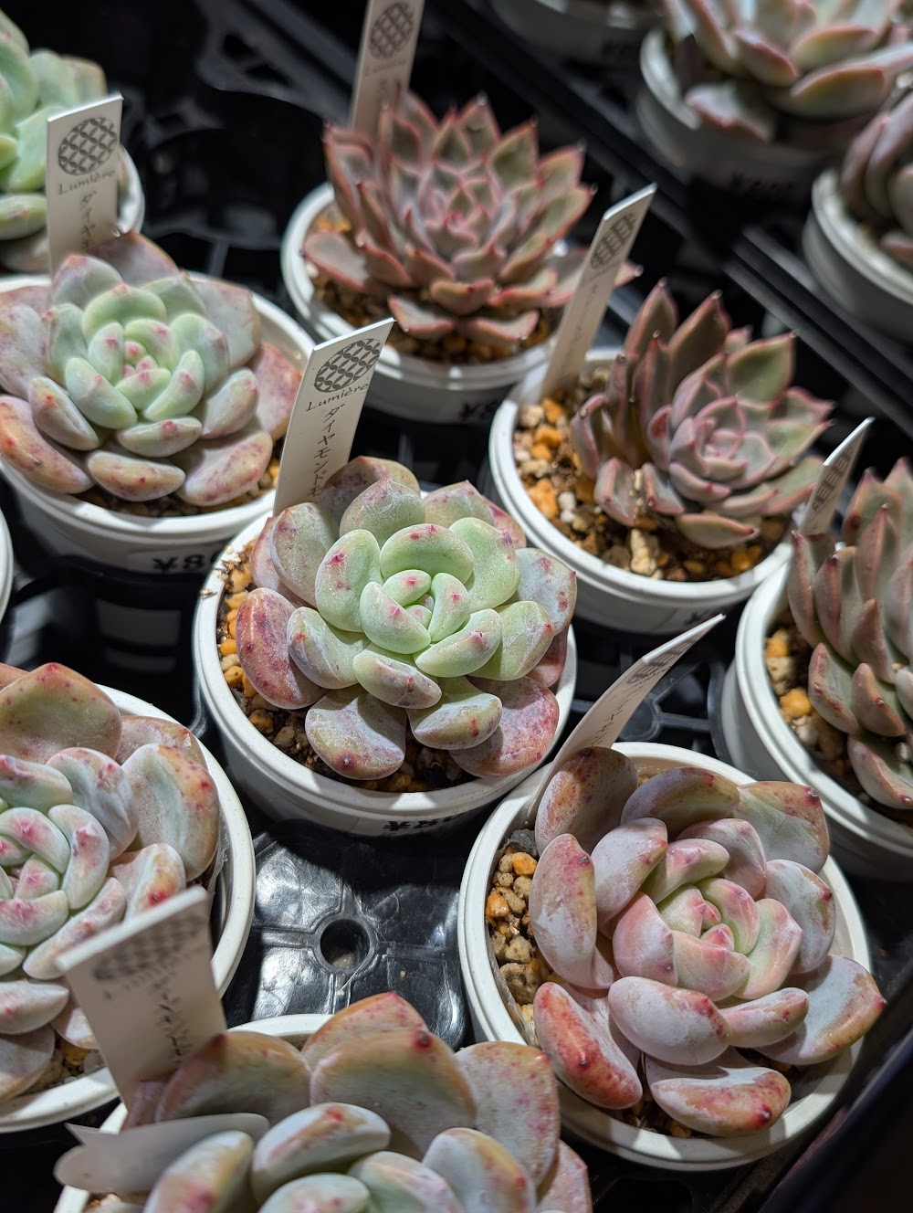 東京でたくさん多肉植物が並ぶお店 | 多肉植物専門店リュミエール_20260128