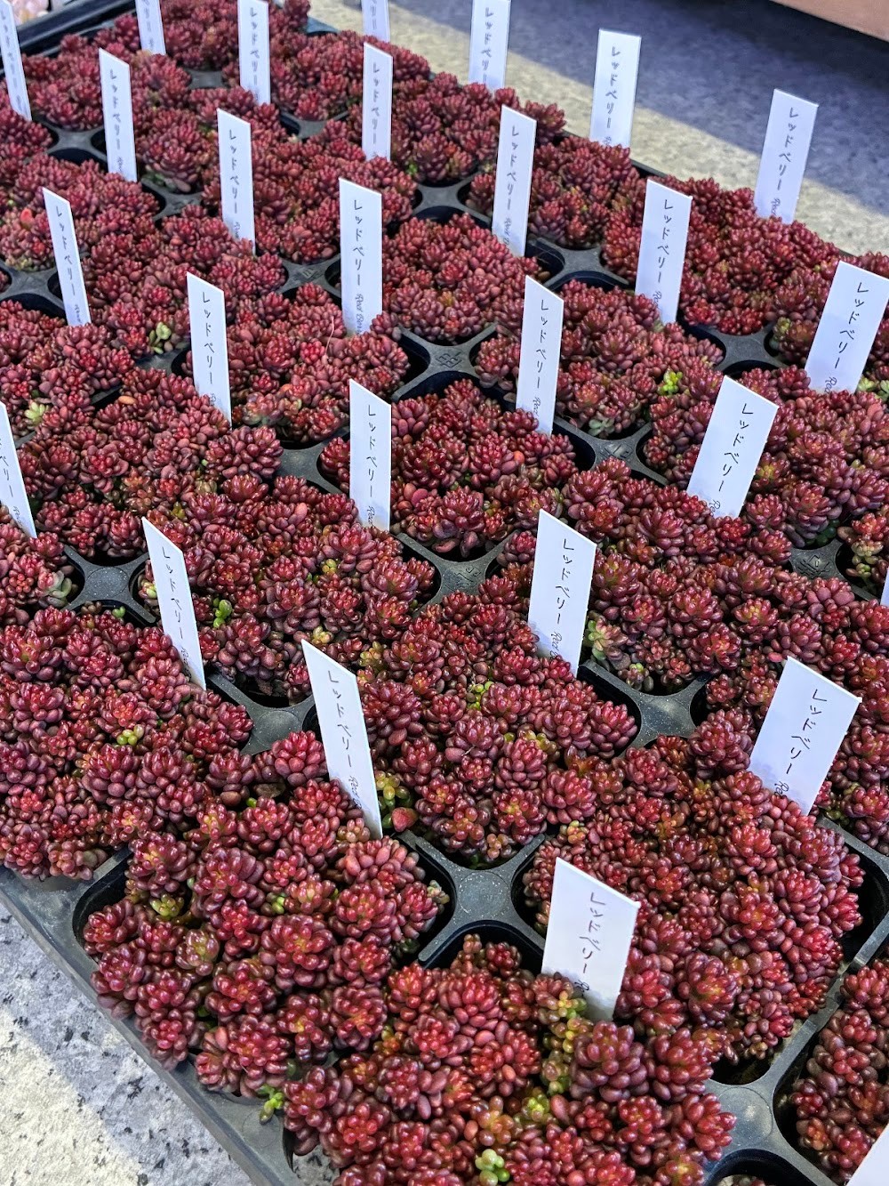 東京でたくさん多肉植物が並ぶお店 | 多肉植物専門店リュミエール_20260225