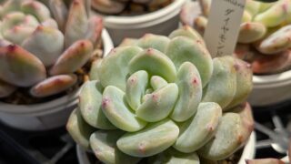 店頭から今日の可愛い子のご紹介☺️