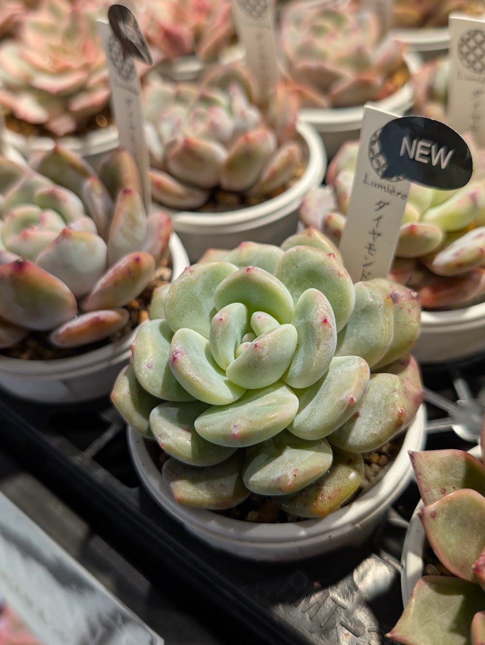 東京でたくさん多肉植物が並ぶお店 | 多肉植物専門店リュミエール_20260202