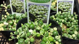 本日のかわいい子❤️