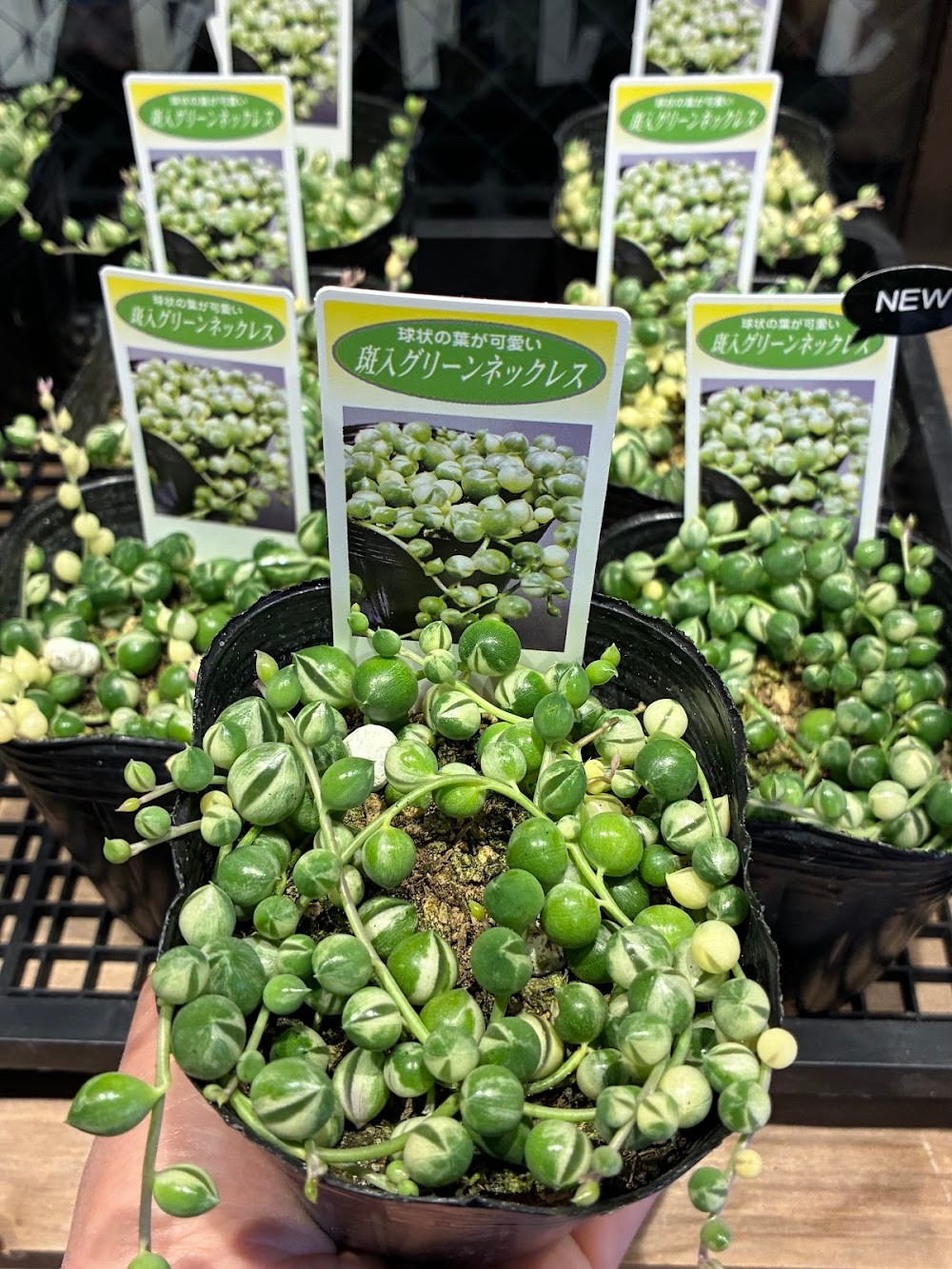 東京でたくさん多肉植物が並ぶお店 | 多肉植物専門店リュミエール_20260204