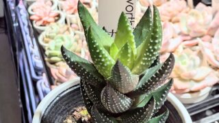 可愛い子見つけた💓