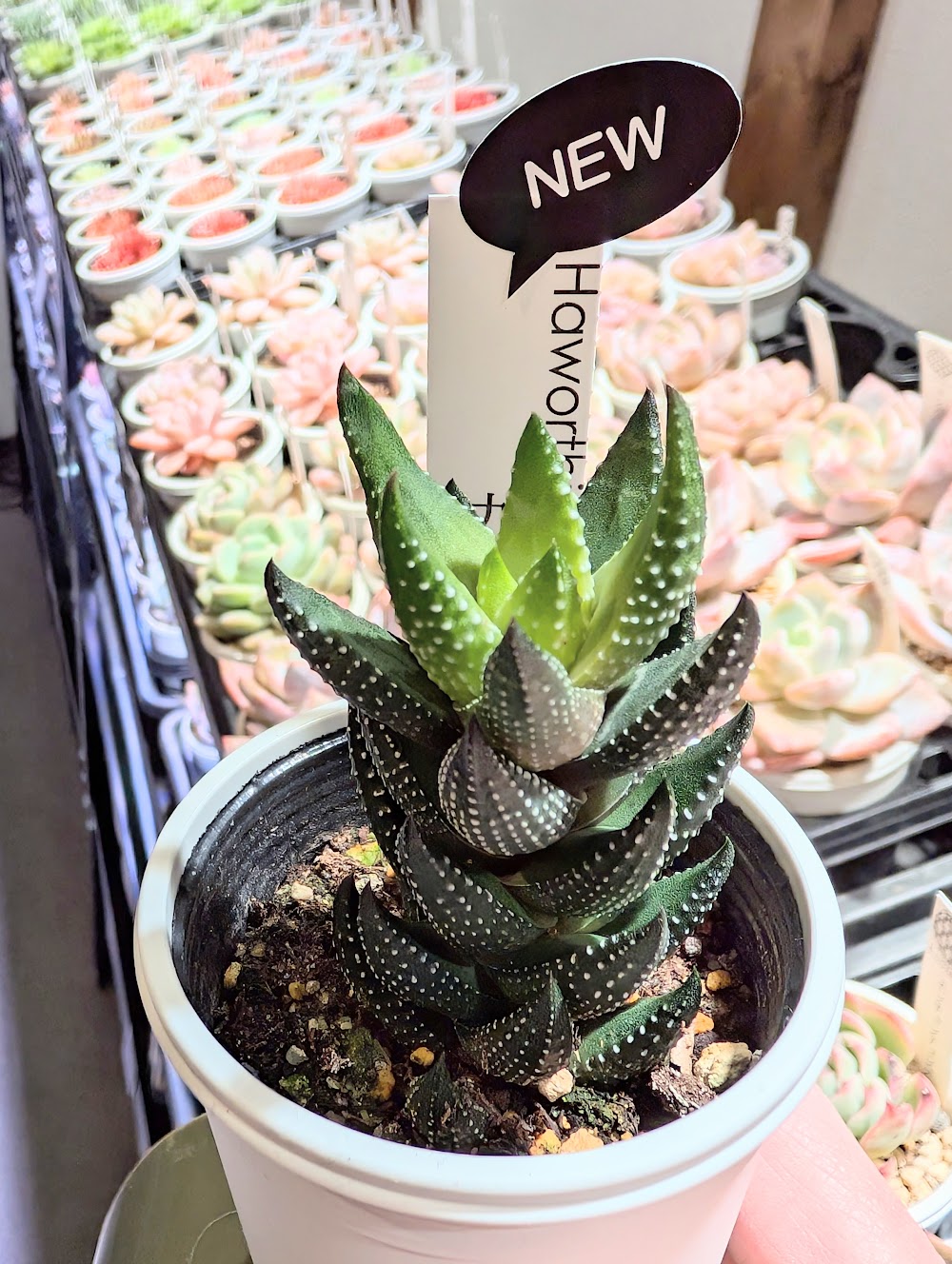 東京でたくさん多肉植物が並ぶお店 | 多肉植物専門店リュミエール_20260205