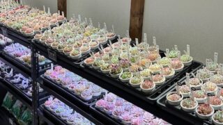 今日もズラッと並んでます🌱