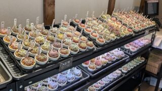 本日の陳列棚✨