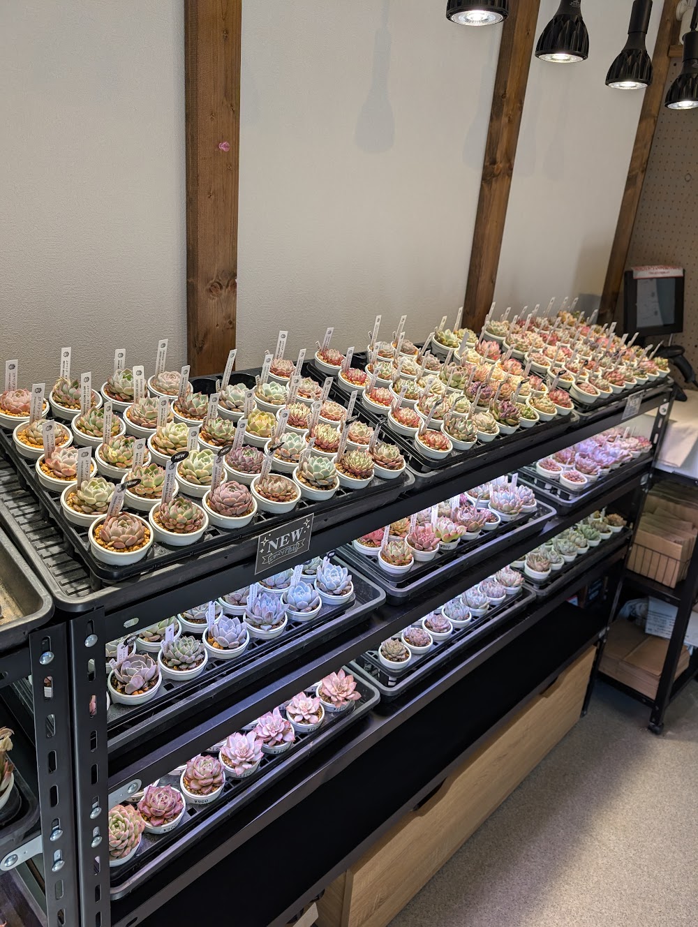 東京でたくさん多肉植物が並ぶお店 | 多肉植物専門店リュミエール_20260209