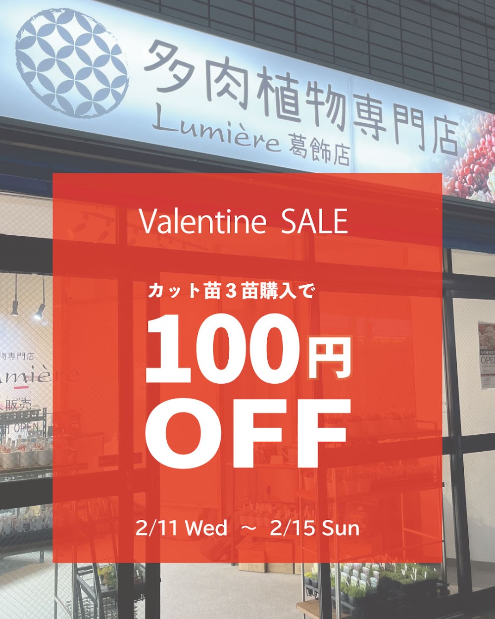 東京でたくさん多肉植物が並ぶお店 | 多肉植物専門店リュミエール_20260210