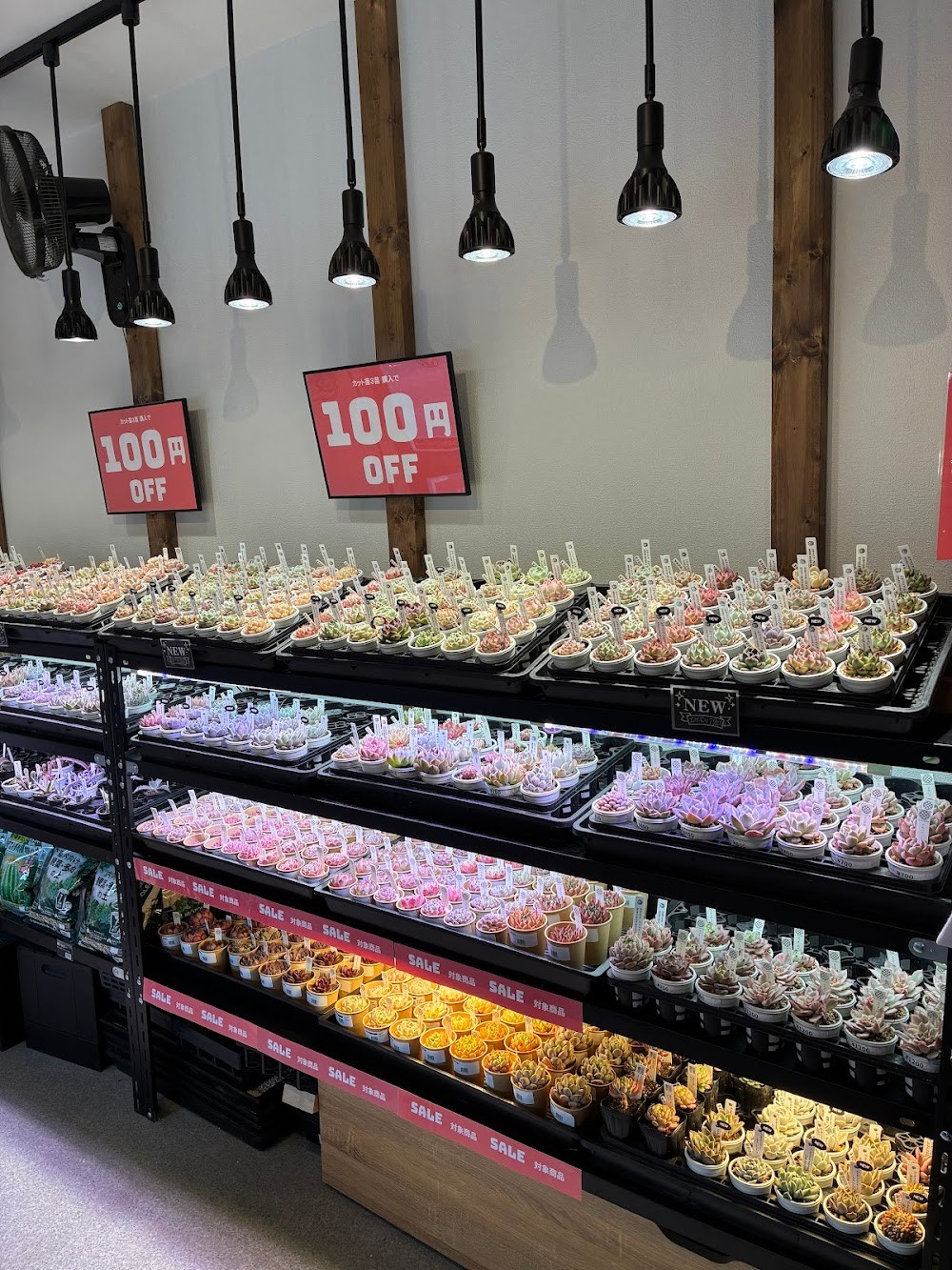 東京でたくさん多肉植物が並ぶお店 | 多肉植物専門店リュミエール_20260211