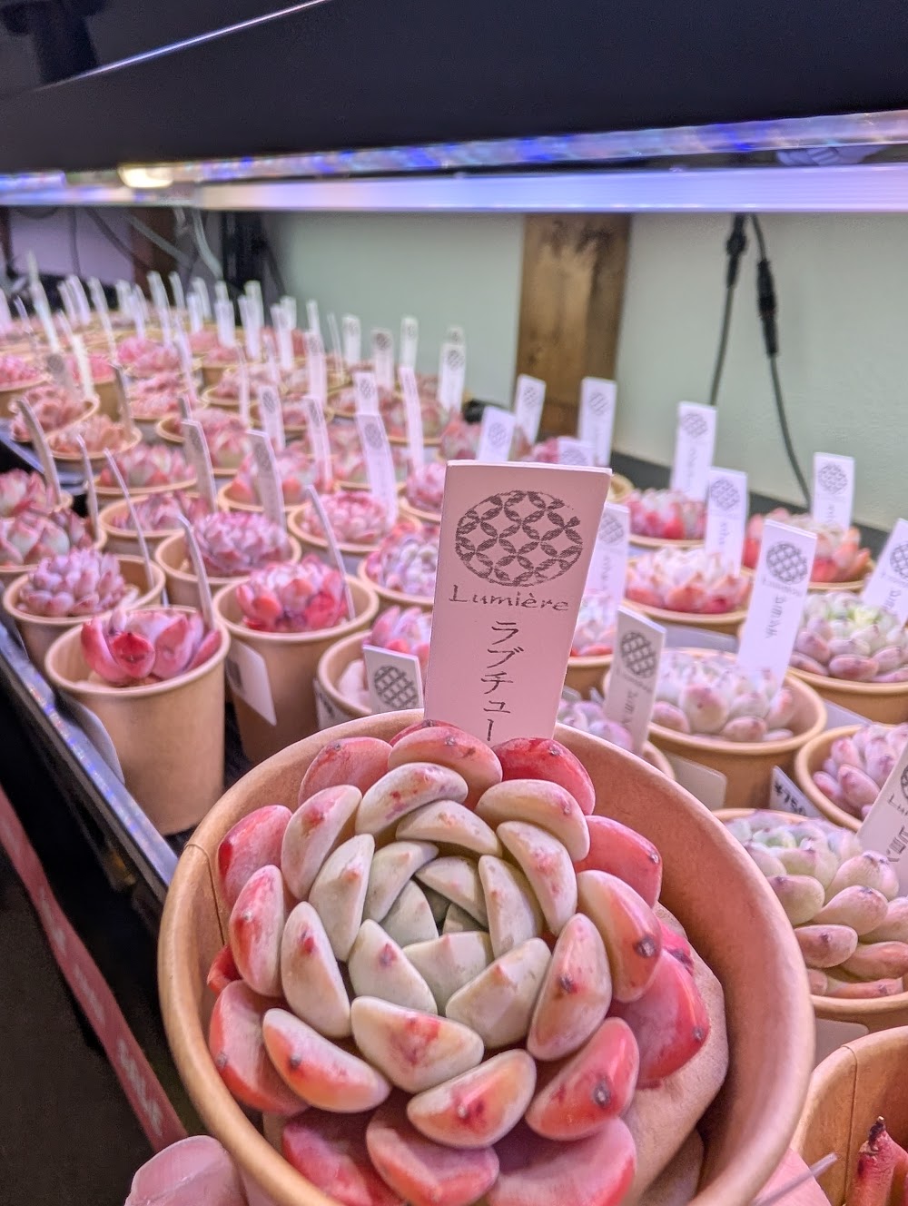 東京でたくさん多肉植物が並ぶお店 | 多肉植物専門店リュミエール_20260212