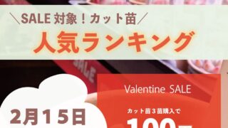 カット苗🌱人気ランキング🌟